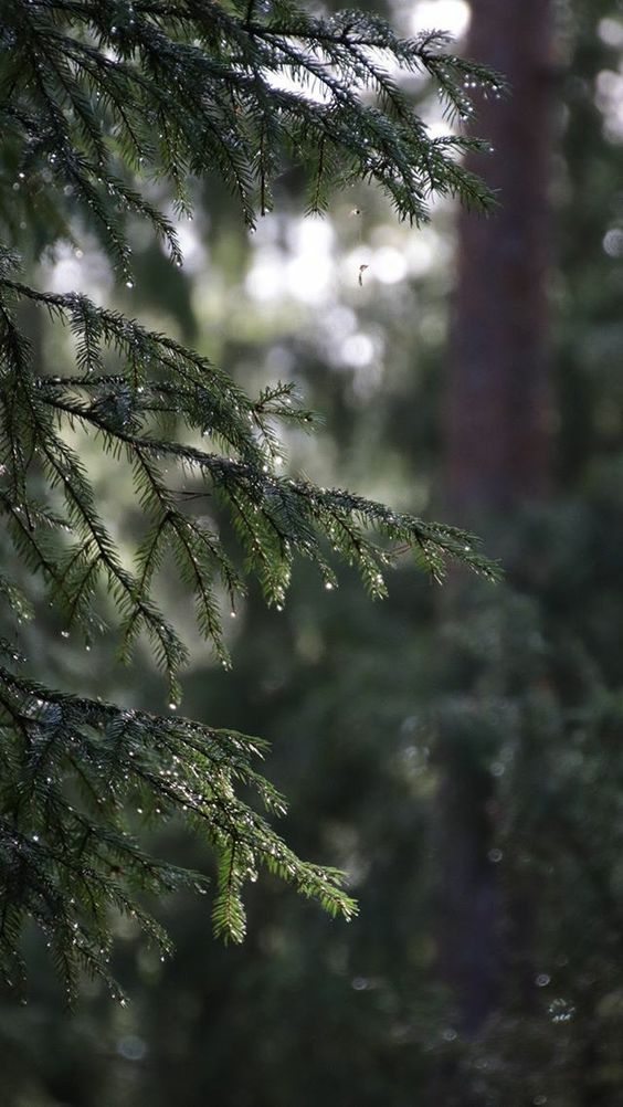 Christmas tree wax melts (Winter Limited Edition )