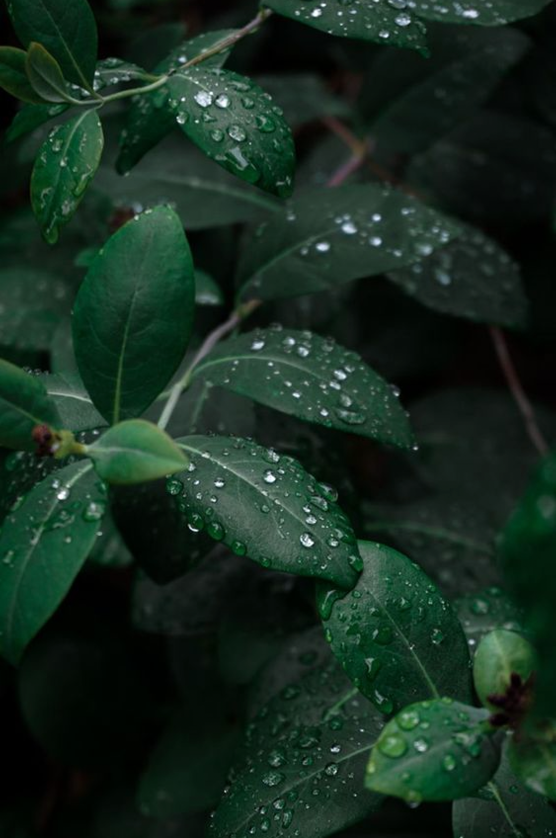 Rain Water wax melt (Spring Limited Edition)- Pre‑order item