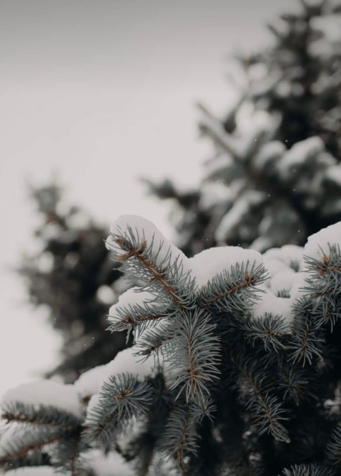 Christmas wax melts (Winter limited edition)