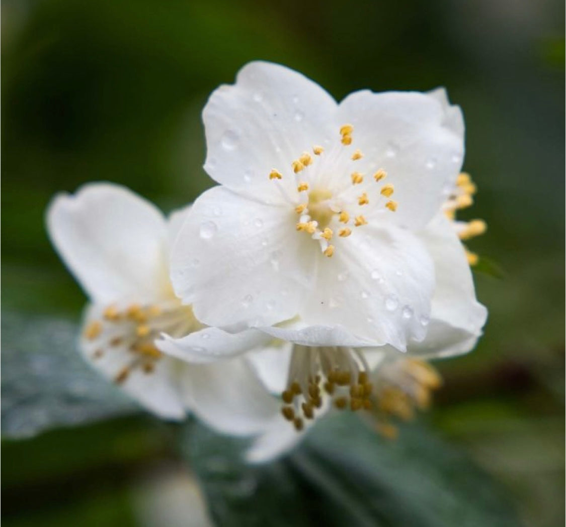 Rain Water wax melt (Spring Limited Edition)- Pre‑order item