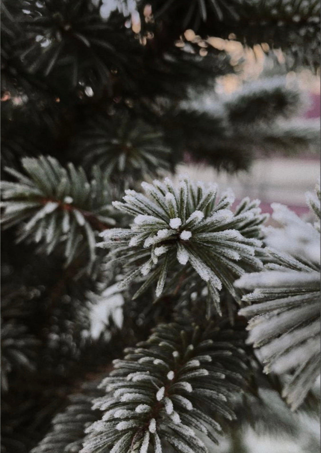 Christmas wax melts (Winter limited edition)