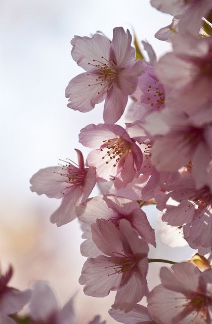 Sakura aromatherapy wax melts