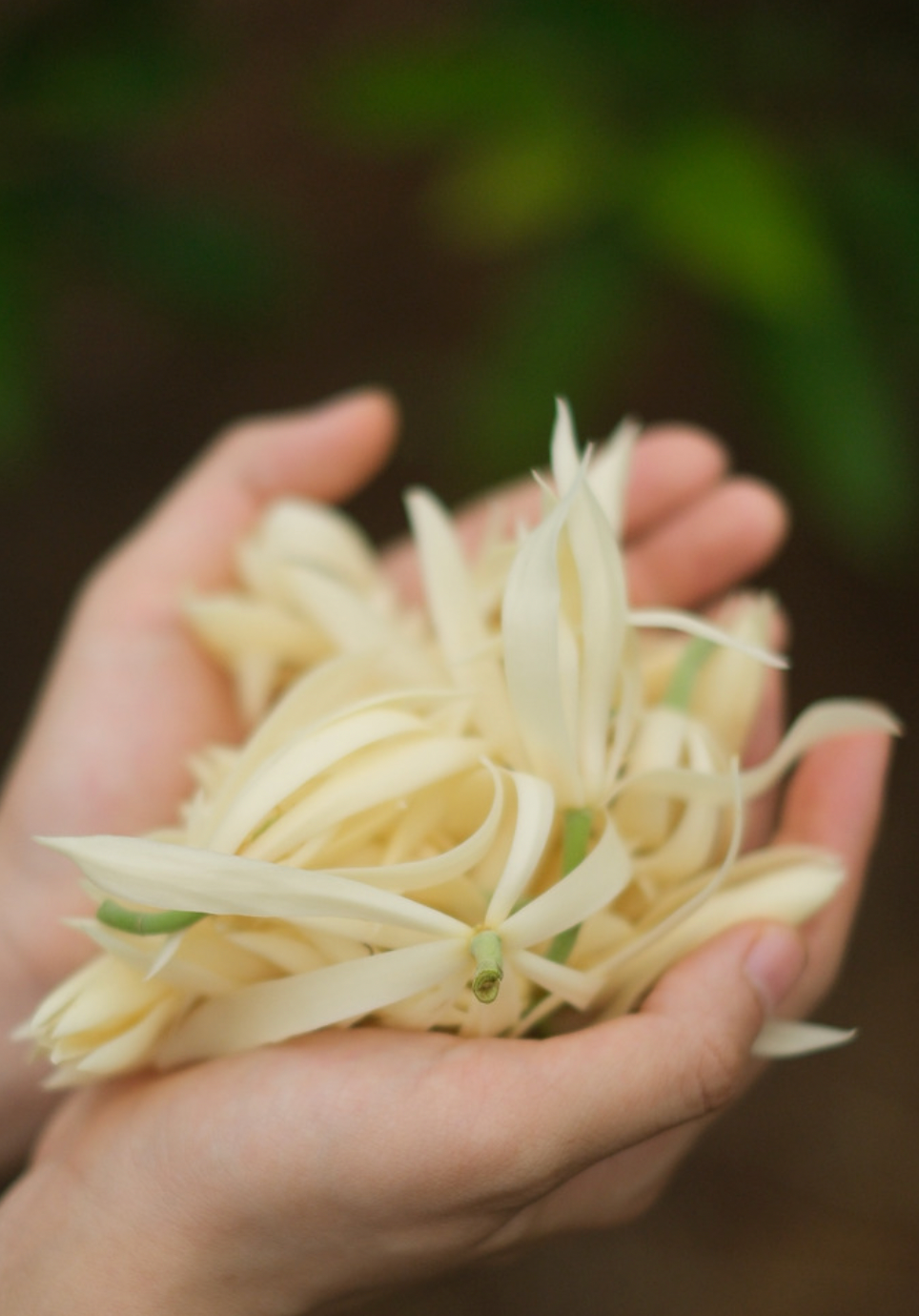 白蘭花擴香瓶 