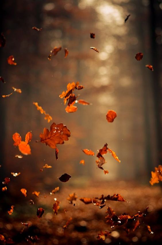 Fallen leaves aromatherapy wax melts